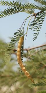 Image result for Prosopis glandulosa
