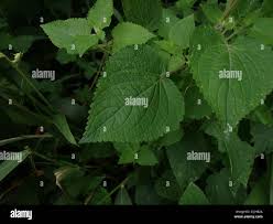 Image result for Equilabium laxiflorum