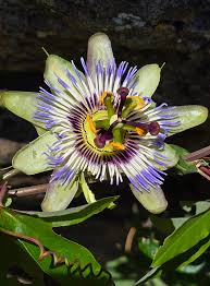 Image result for Indigofera ischnoclada