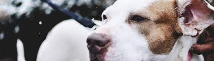 Please take a moment to read our mission statement. Rescue Dogs Rock Nyc Rescue Dogs Rock Nyc