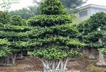 Dragon Shape Ficus Microcarpa Bonsai Landscaping Tree ...