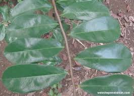 Apakah anda mencari gambar transparan logo, kaligrafi, siluet di daun, desain datar, dikemas postscript? 27 Contoh Tumbuhan Bertulang Daun Menyirip Dan Foto Gambarnya Website Pendidikan