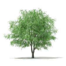 White Willow Salix Alba 13m 3d Model Ad Salix Willow White Model Salix 3d Model Willow Tree