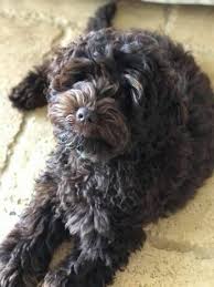 Maybe you would like to learn more about one of these? Testimonials Seaspray Labradoodle Puppy Breeder Training Seaspray Australian Labradoodles Seaspray True Blue Australian Labradoodles