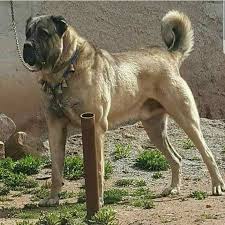 pin by v vor vendetta on animal world wallpaper hayvanlar alemi kagidi kangal dog animals big dogs