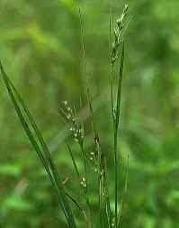 Image result for Scleria pooides