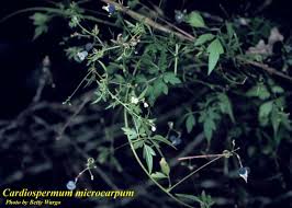 Image result for Cardiospermum