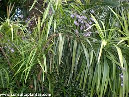 Image result for Cordyline stricta