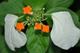 Image result for Mussaenda
