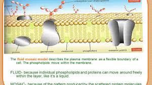 The fluid mosaic model explains the function and structure of a cell membrane. Ppt Plasma Membrane Physiology Structure And Role In Drug Absorption Pharmawiki In