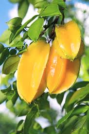 Image result for Averrhoa carambola