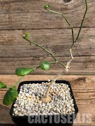 Image result for Cyclantheropsis parviflora