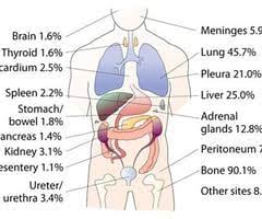 Normally, the testis is inside the child's belly during the intrauterine life. Module 11 Flashcards Quizlet