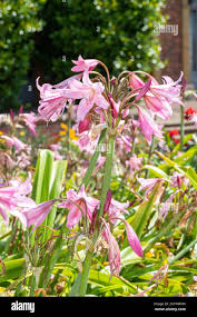 Image result for Crinum moorei