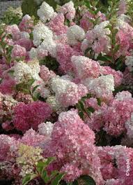 Image result for hydrangea paniculata vanille fraise