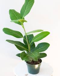 Image result for Ficus muelleriana
