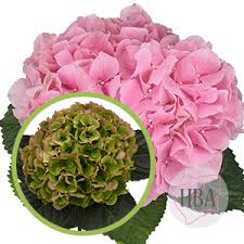 We did not find results for: Hydrangea Breeders Association