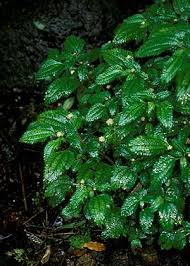 Image result for Lecanthus peduncularis