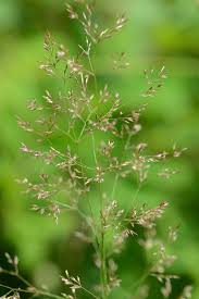 Image result for Agrostis kilimandscharica