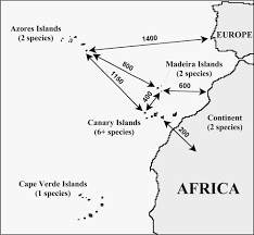 Image result for Tolpis capensis