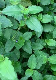 Image result for Commelina benghalensis