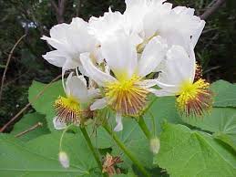 Image result for Sparrmannia africana