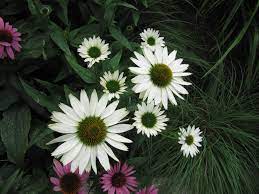 Echinacea Purpurea Jade Echinacea Purpurea Echinacea Plants