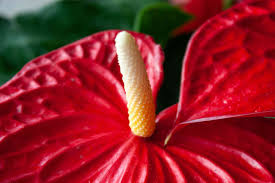 The anthurium plowmanii is a great plant that i think will become the next big instagram star. How To Grow And Care For Anthurium Plants