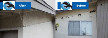 From raccoon trapping, bird prevention, or snake removal, we do it all! Bird Solutions International San Diego Avian And Bird Control