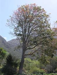 Image result for Khaya