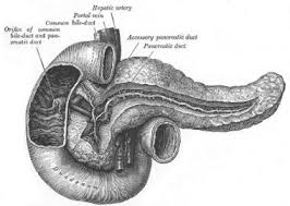 The majority sits in the epigastrium with the tail advancing into the left hypochondrium. Pancreas Anatomy Overview Gross Anatomy Microscopic Anatomy