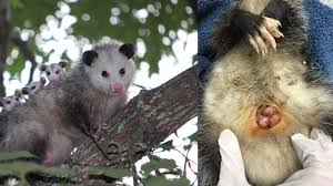 We did not find results for: Do Possums Have A Pouch Animal Hype