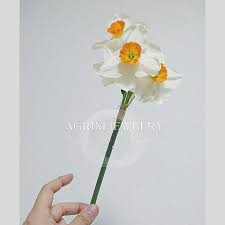スイセンって香りが凄く良くて 好きなんだよなぁ 白の花弁と真ん中が アヒルのくちばし色 可愛い 水仙 可愛い 芳しい香り love spirit special jewelry