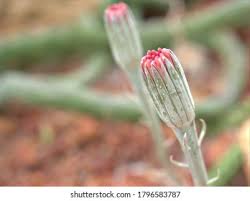 Image result for Kleinia fulgens