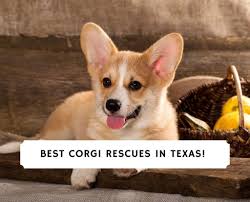 Colorado corgi rescue corgisandfriends.org corgisandfriend.com. 5 Best Corgi Rescues In Texas 2021 We Love Doodles