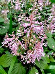 Image result for Plectranthus elegans