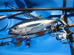 Maybe you would like to learn more about one of these? Offshore Fishing Wallpapers Group 42