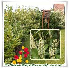 Deshalb sollten sie die lorbeerhecke auf jeden fall vor dem 1. Kirschlorbeer Eigentlich Wollten Wir Die Lorbeer Hecke Schneiden Birthes Bunter Blog Garten