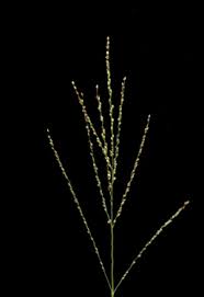Image result for Digitaria abyssinica