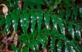Image result for Asplenium uhligii