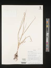 Image result for Hypoxis kilimanjarica