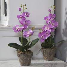 10 Amazing Plants That Promote Positive Energy Emedihealth Plant Benefits Orchid House Plants