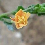 Image result for Oenothera indecora