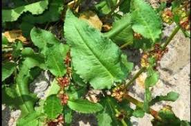 Image result for Rumex nepalensis