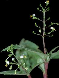 Image result for Aneilema umbrosum