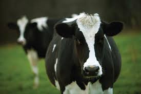 La vaca purpura, del autor seth godin, libro disponible para descarga en pdf, totalmente la vaca púrpura algo excepcional nuevo interesante centrado en el nicho algo en lo que se fije la gente marketing :: La Vaca Purpura Pdf Espanol