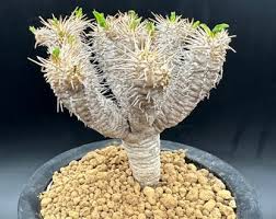 Image result for Euphorbia schimperiana