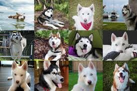 Thank you for your interest in adopting from husky haven of florida! Husky Haven Of Florida