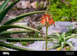 Image result for Aloe cooperi