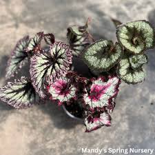 Image result for Begonia